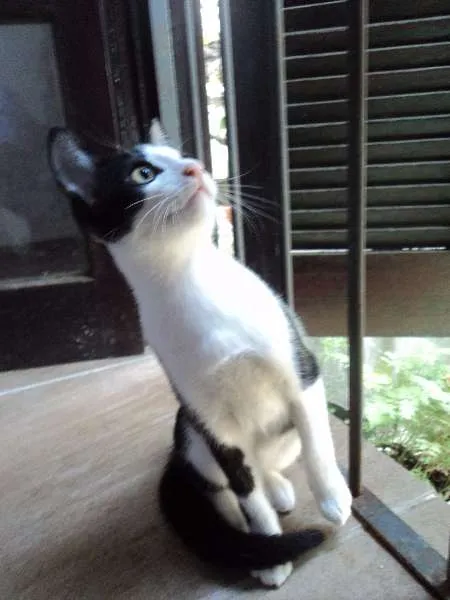 Gato ra a SRD idade 2 a 6 meses nome Doritos