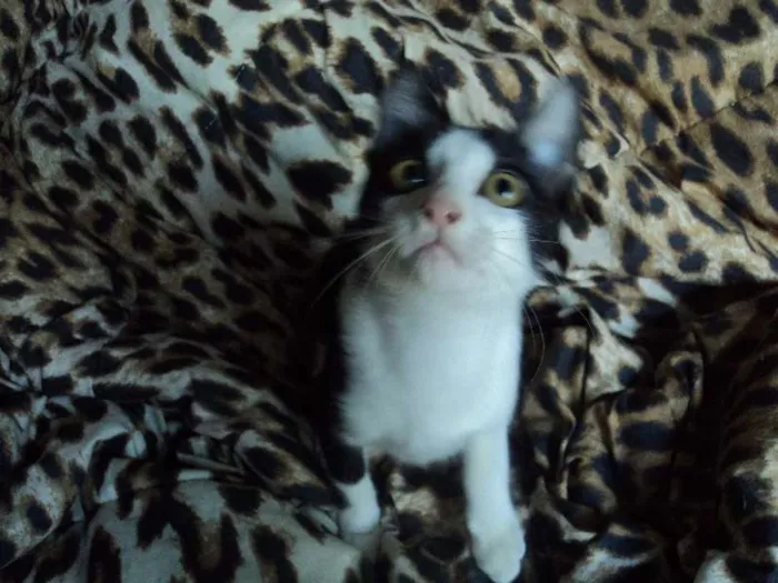 Gato ra a SRD idade 2 a 6 meses nome Doritos