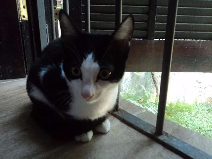 Gato ra a SRD idade 2 a 6 meses nome Doritos