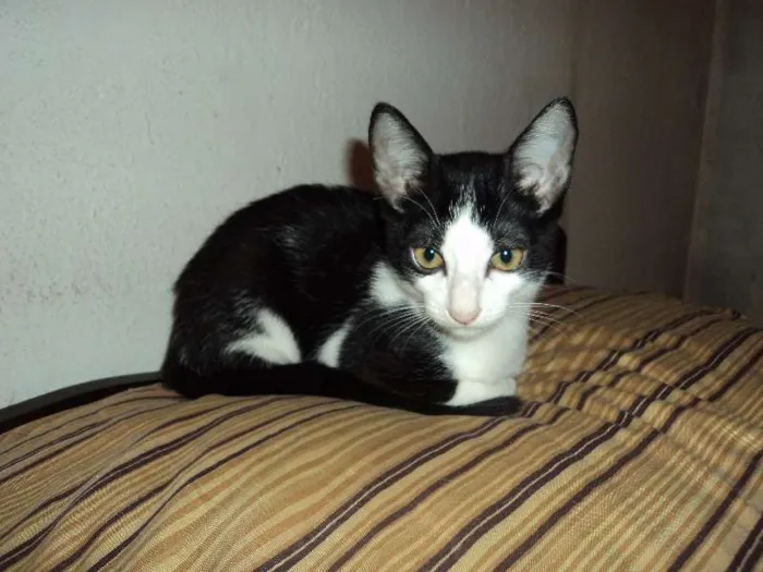 Gato ra a SRD idade 2 a 6 meses nome Doritos