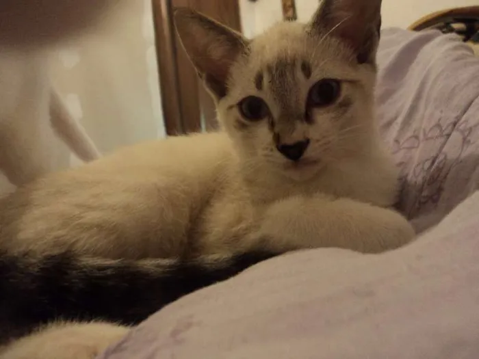 Gato ra a SRD idade 2 a 6 meses nome Pirulito