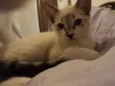 Pirulito