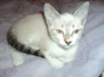 Pirulito