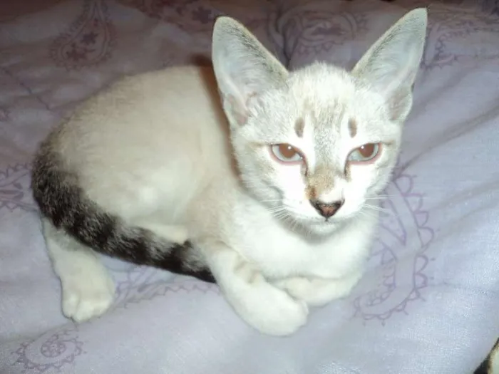 Gato ra a SRD idade 2 a 6 meses nome Pirulito