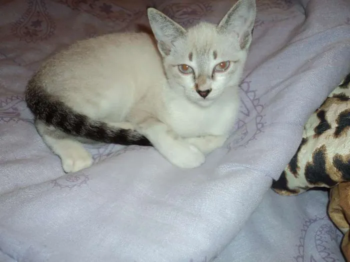 Gato ra a SRD idade 2 a 6 meses nome Pirulito