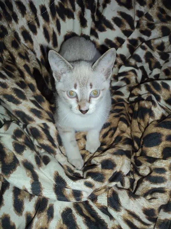 Gato ra a SRD idade 2 a 6 meses nome Pirulito
