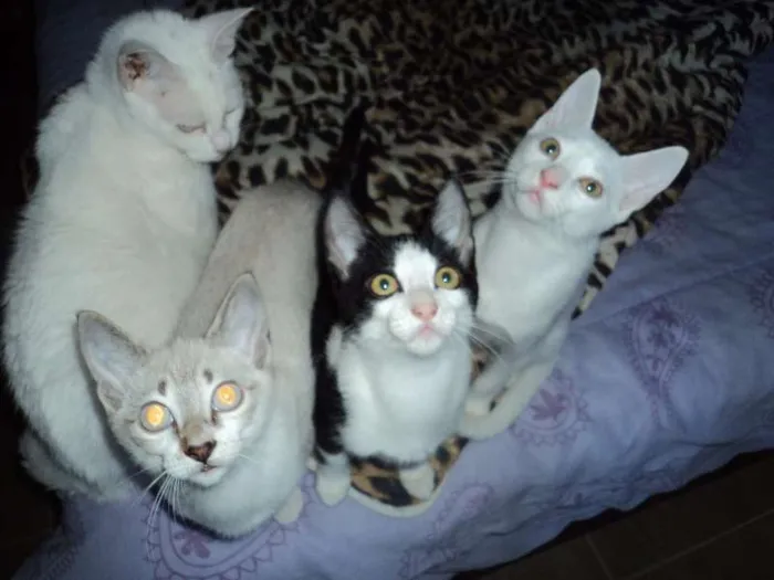 Gato ra a SRD idade 2 a 6 meses nome Pirulito