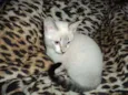Pirulito