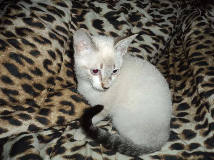 Gato ra a SRD idade 2 a 6 meses nome Pirulito