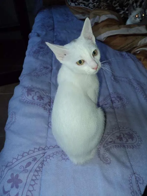 Gato ra a SRD idade 2 a 6 meses nome Akira