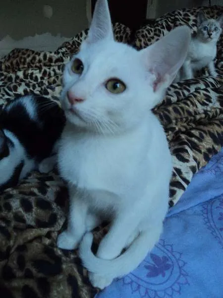 Gato ra a SRD idade 2 a 6 meses nome Akira