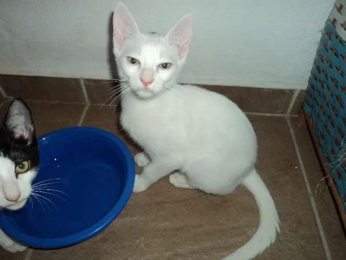 Gato ra a SRD idade 2 a 6 meses nome Akira