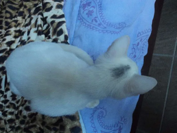 Gato ra a SRD idade 2 a 6 meses nome Akira