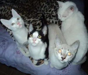 Gato raça SRD idade 2 a 6 meses nome Doritos