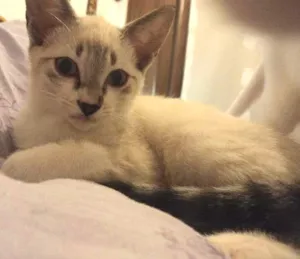 Gato raça SRD idade 2 a 6 meses nome Pirulito