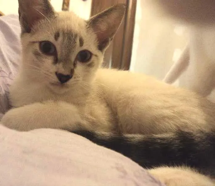 Gato ra a SRD idade 2 a 6 meses nome Pirulito