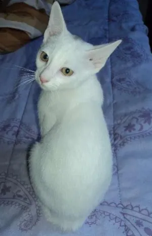 Gato raça SRD idade 2 a 6 meses nome Akira
