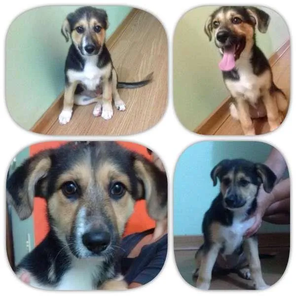 Cachorro ra a Indefinida idade 2 a 6 meses nome Lilica