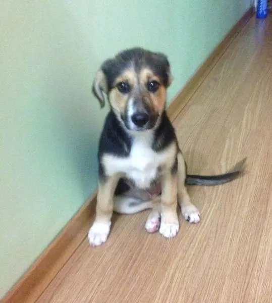 Cachorro ra a Indefinida idade 2 a 6 meses nome Lilica