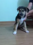 Lilica