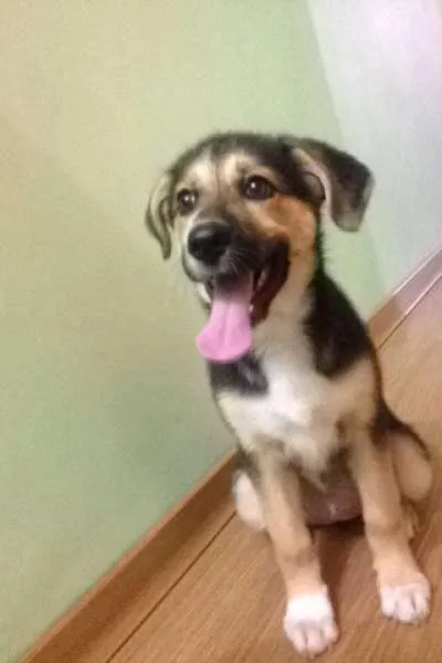 Cachorro ra a Indefinida idade 2 a 6 meses nome Lilica