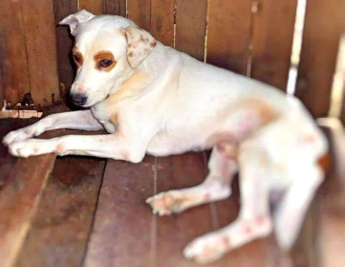 Cachorro ra a Vira-Lata idade 6 ou mais anos nome Mascara