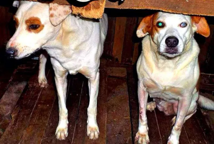 Cachorro ra a Vira-Lata idade 6 ou mais anos nome Mascara