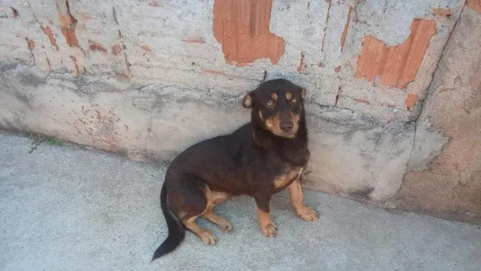 Cachorro ra a Danschun  idade 7 a 11 meses nome Meg