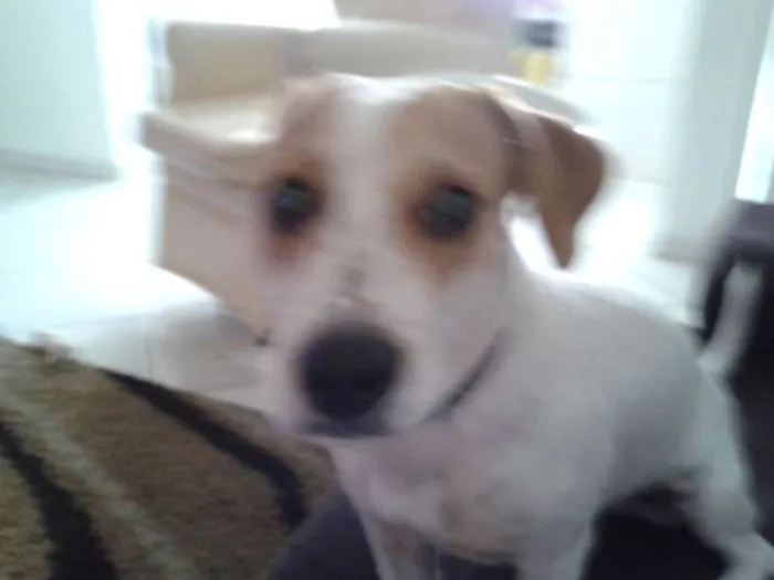 Cachorro ra a SRD idade 1 ano nome Lola
