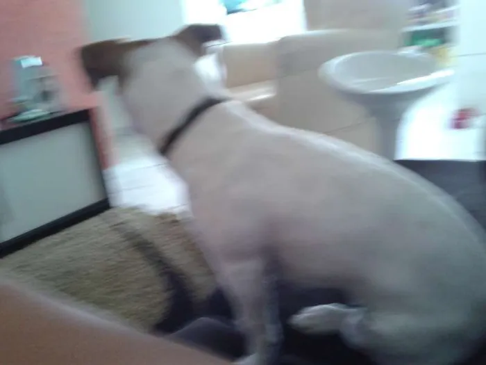 Cachorro ra a SRD idade 1 ano nome Lola