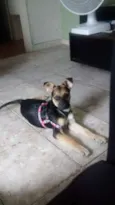 Pepita