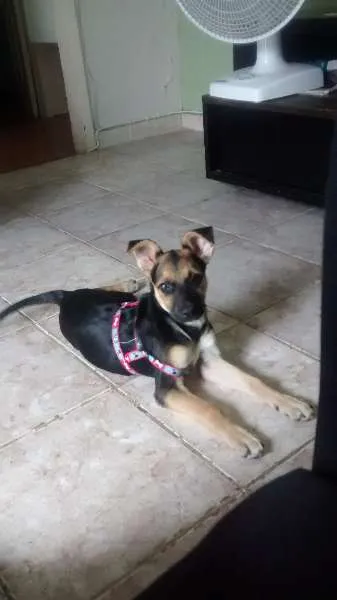 Cachorro ra a SRD idade 7 a 11 meses nome Pepita