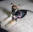Pepita