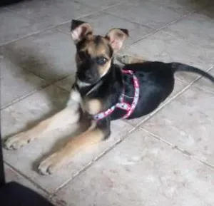 Cachorro raça SRD idade 7 a 11 meses nome Pepita