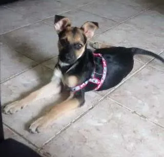 Cachorro ra a SRD idade 7 a 11 meses nome Pepita