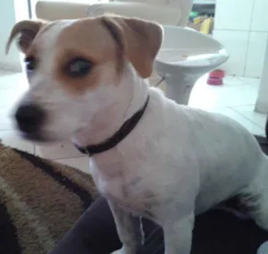 Cachorro raça SRD idade 1 ano nome Lola