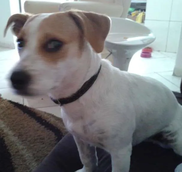 Cachorro ra a SRD idade 1 ano nome Lola