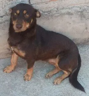 Cachorro ra a Danschun  idade 7 a 11 meses nome Meg