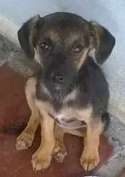 Gato raça vira lata idade 2 a 6 meses nome Madá