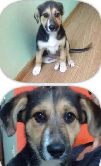 Cachorro ra a Indefinida idade 2 a 6 meses nome Lilica