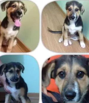 Cachorro raça Indefinida idade 2 a 6 meses nome Lilica