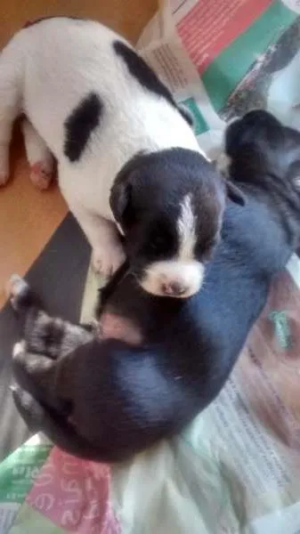 Cachorro raça SRD idade Abaixo de 2 meses nome Não definido