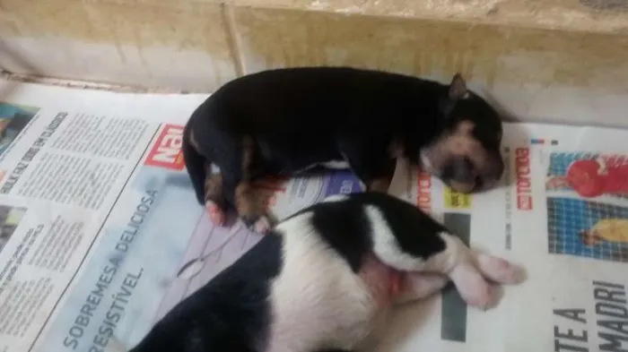 Cachorro raça SRD idade Abaixo de 2 meses nome Não definido