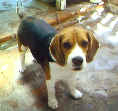 Cachorro ra a Beagle idade 7 a 11 meses nome Cuzco