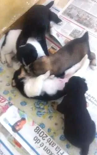 Cachorro raça SRD idade Abaixo de 2 meses nome Não definido