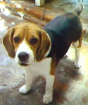 Cachorro raça Beagle idade 7 a 11 meses nome Cuzco