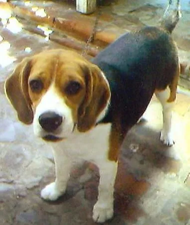 Cachorro ra a Beagle idade 7 a 11 meses nome Cuzco
