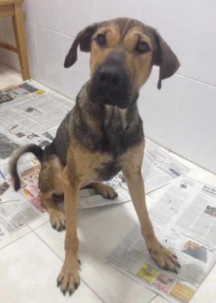 Cachorro ra a Indefinida idade 2 anos nome Nina