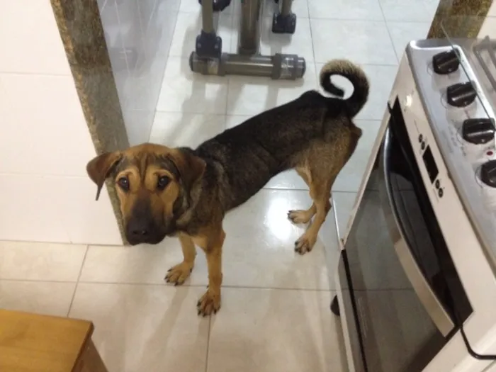 Cachorro ra a Indefinida idade 2 anos nome Nina