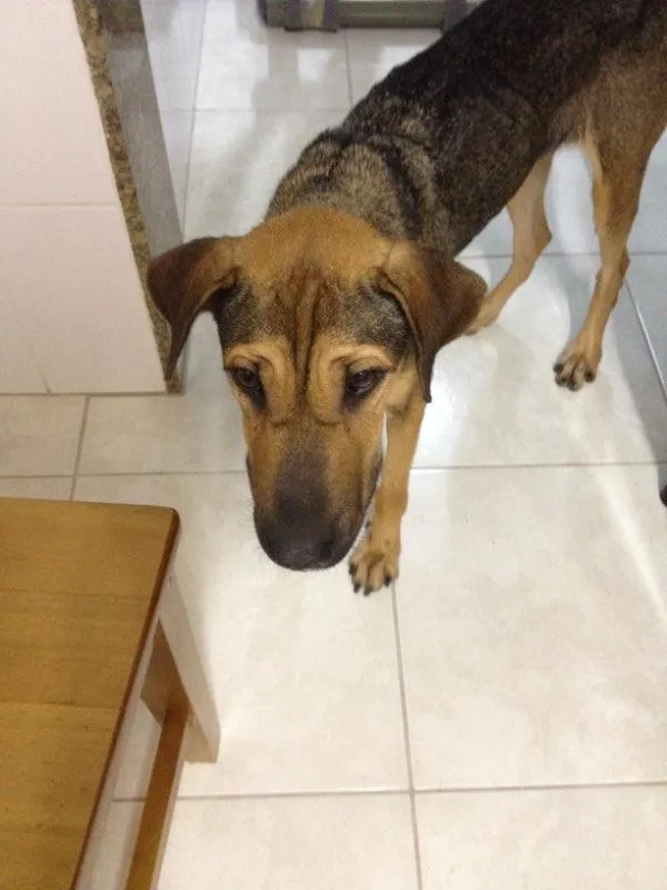 Cachorro ra a Indefinida idade 2 anos nome Nina
